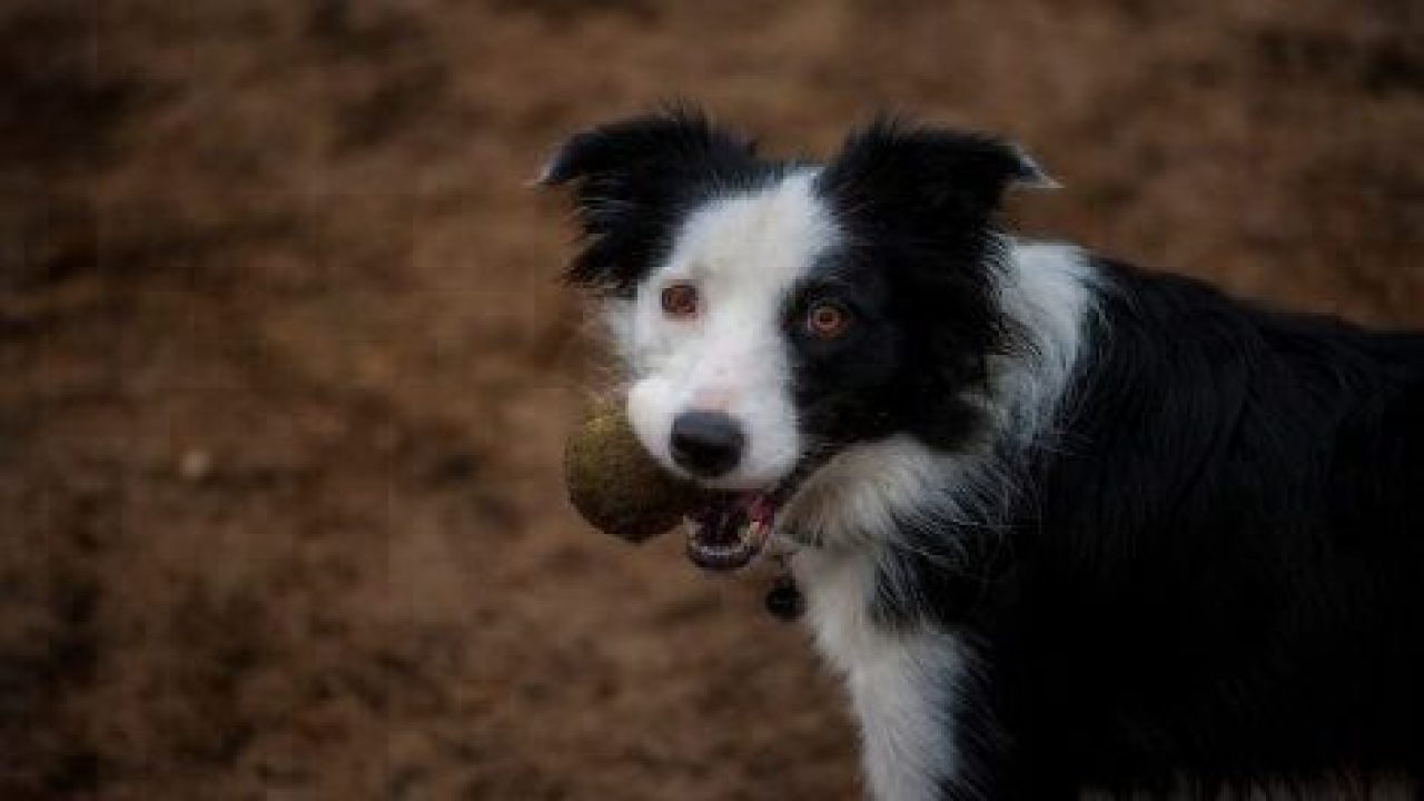 dog park diseases