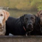 three labradors