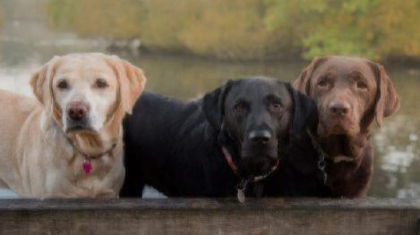 three labradors