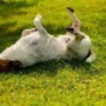 dog rolling in grass