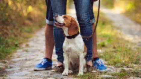 Dog on a walk