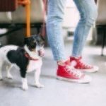 dog on subway