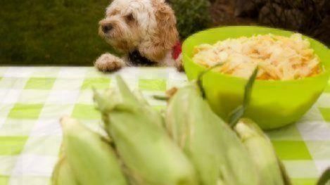 can dogs eat corn cobs