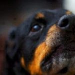 dog treats sweet potato