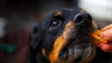 dog treats sweet potato