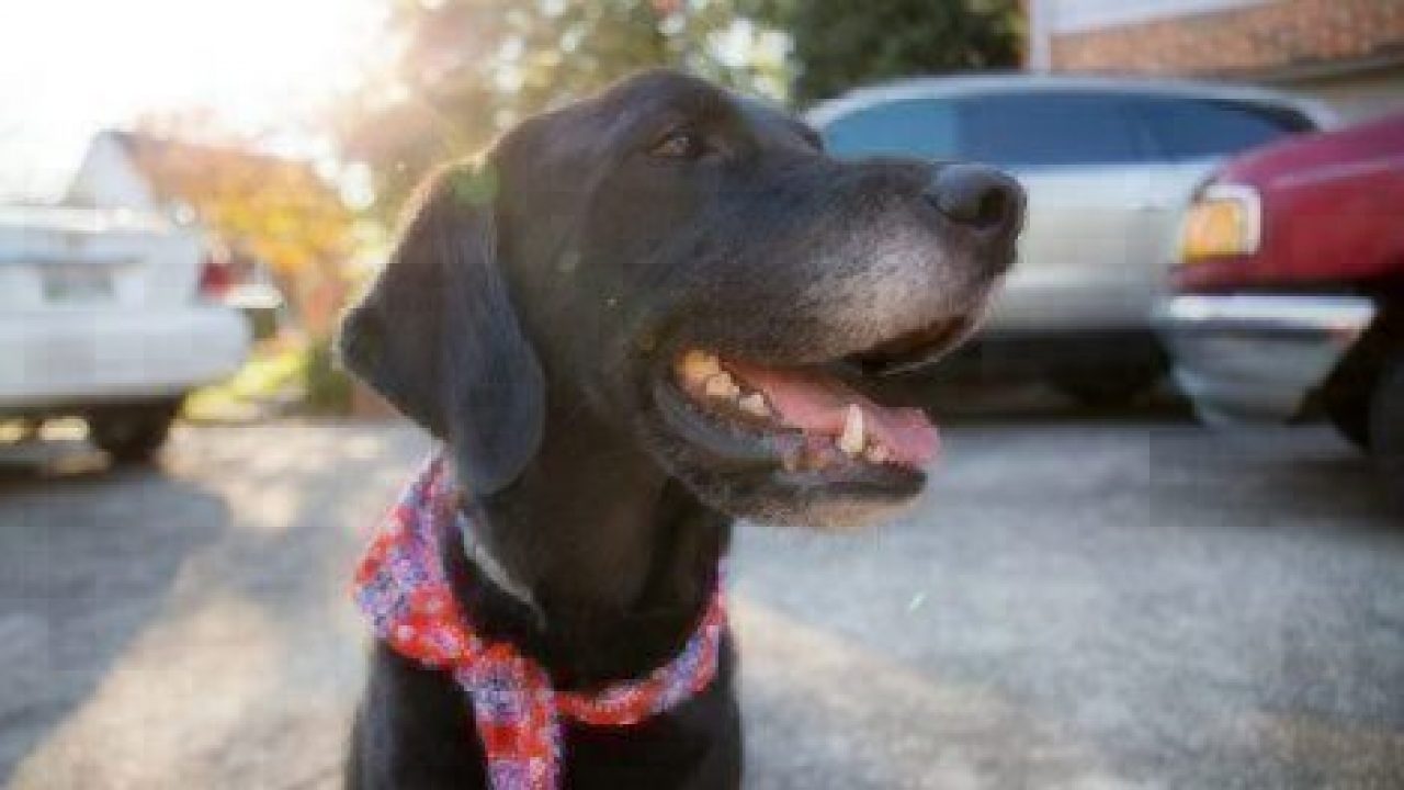 black dog sitting outside