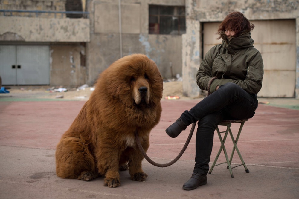 Tibetan Mastiff