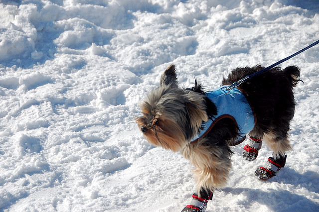 dog boots for winter