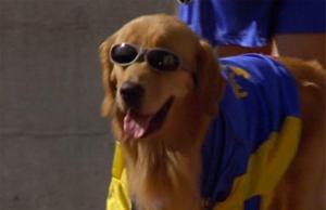 Buddy the golden retriever from Air Bud