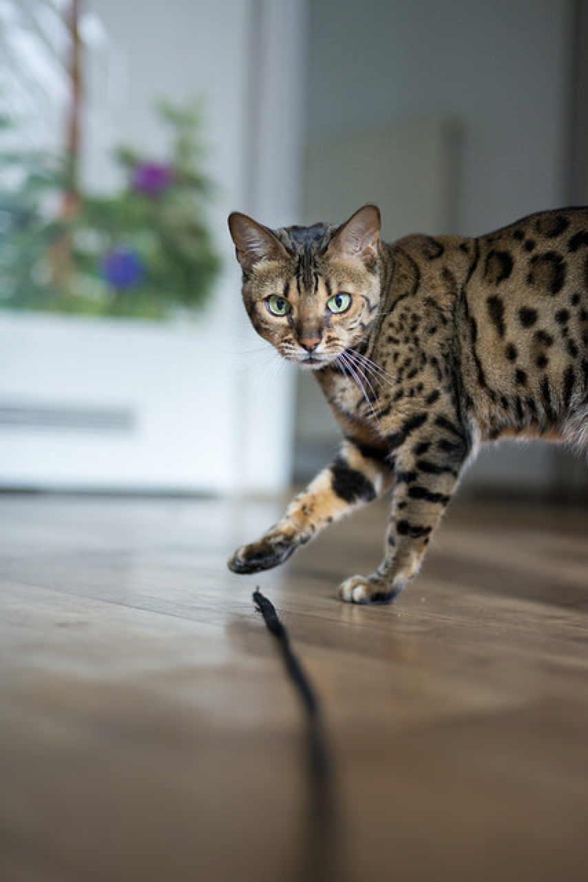 Bengal cat