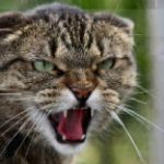 angry hissing cat