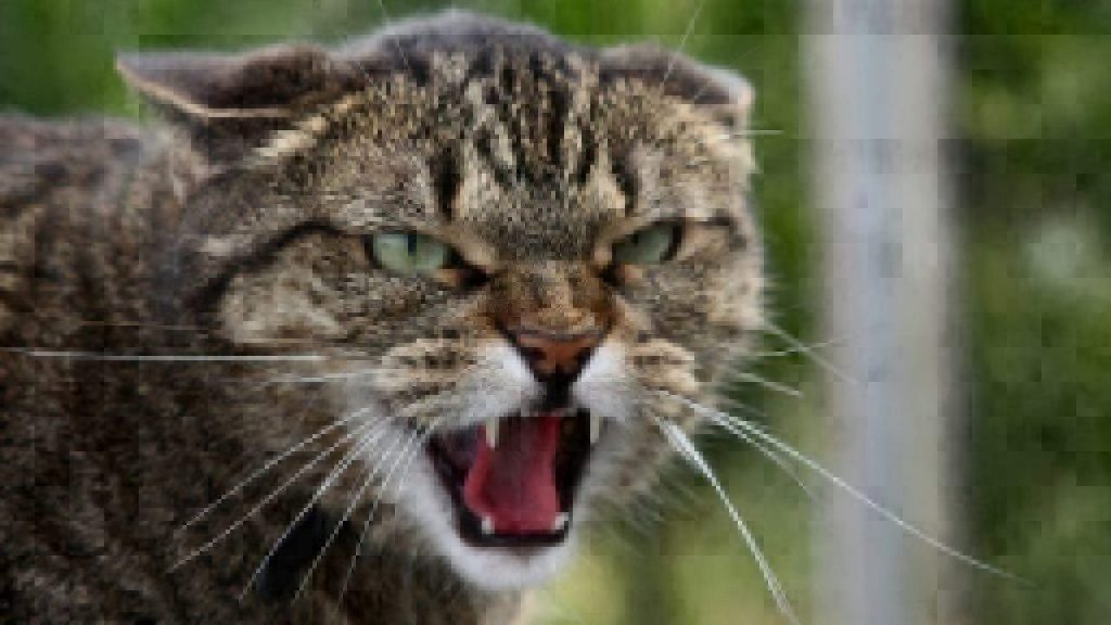 angry hissing cat