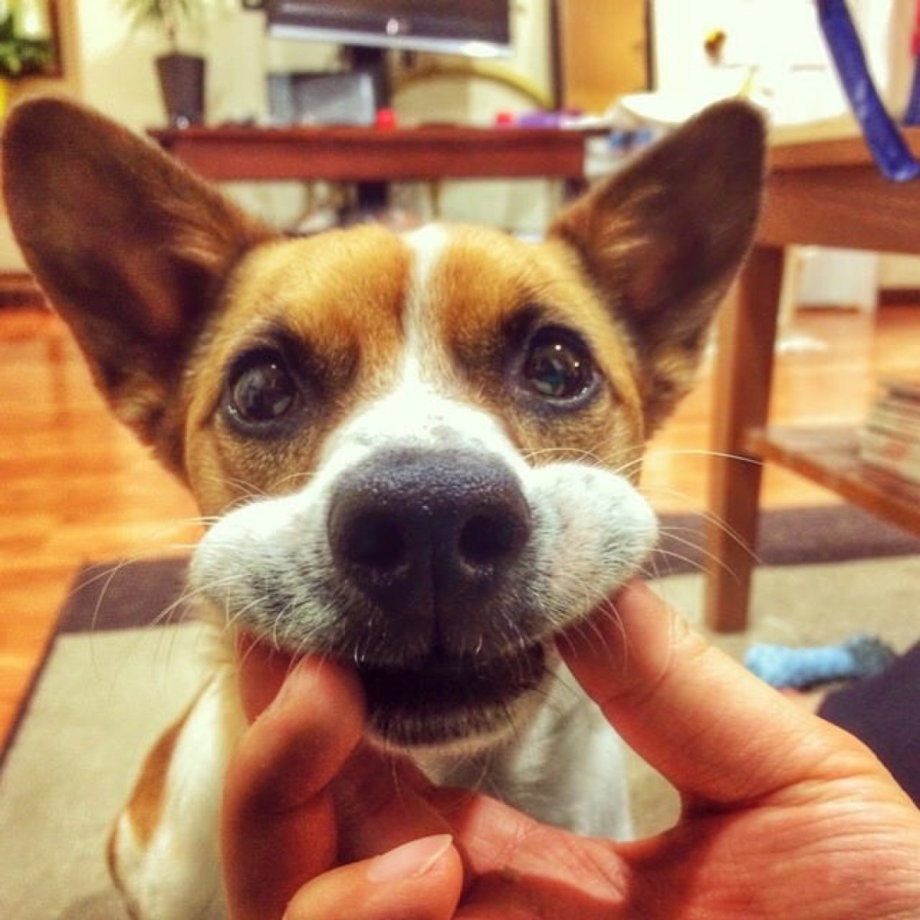 brush dogs teeth