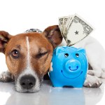 health insurance dogs, pet insurance dogs, economic relief dogs