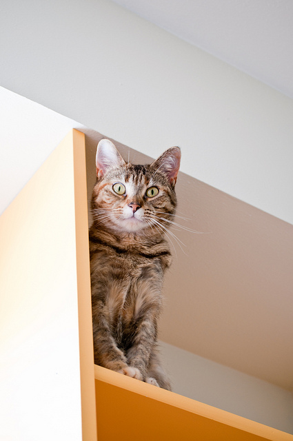 cat shelves