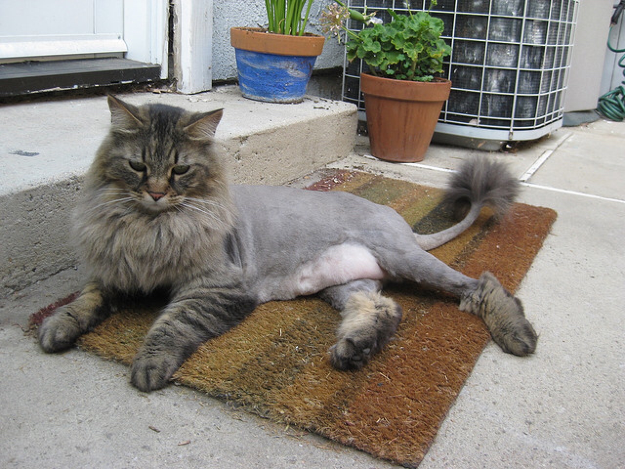 cat lion cut