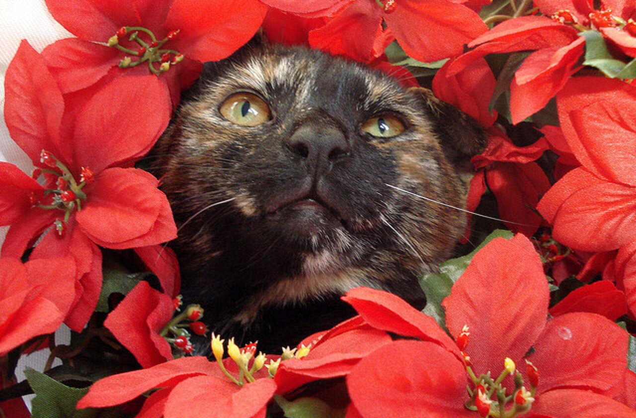 are poinsettias poisonous to cats