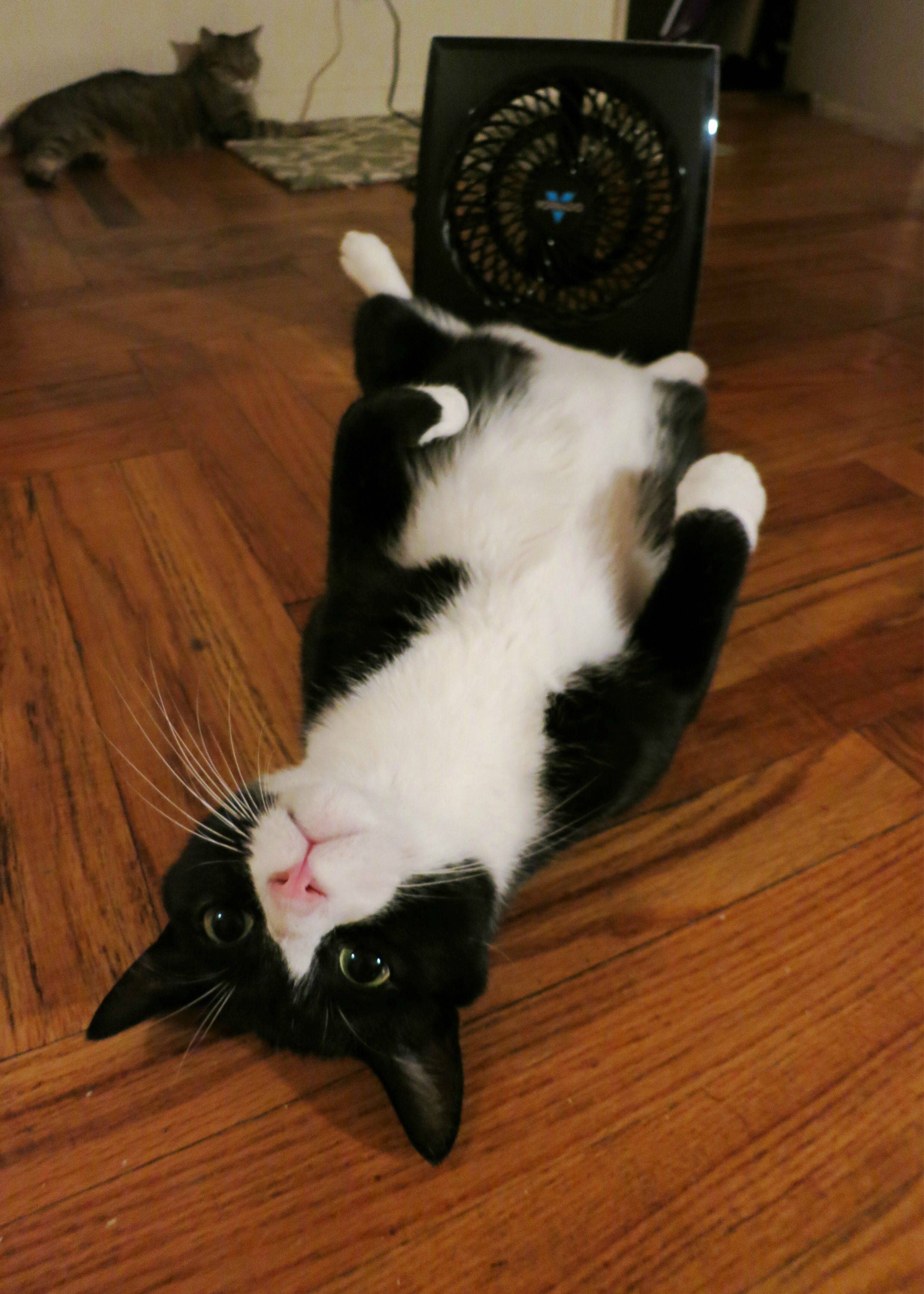 cat in front of fan