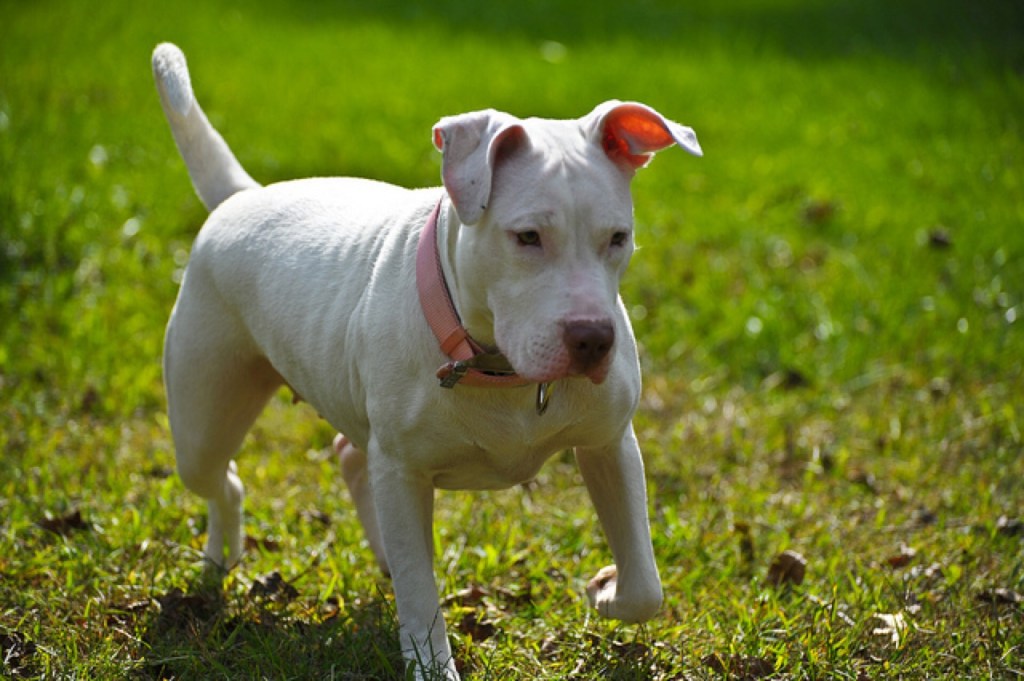 deaf_dog_outside_pit_bull_yard.jpg