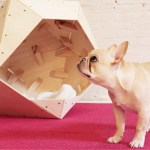 diy_dog_house_640x420.jpg