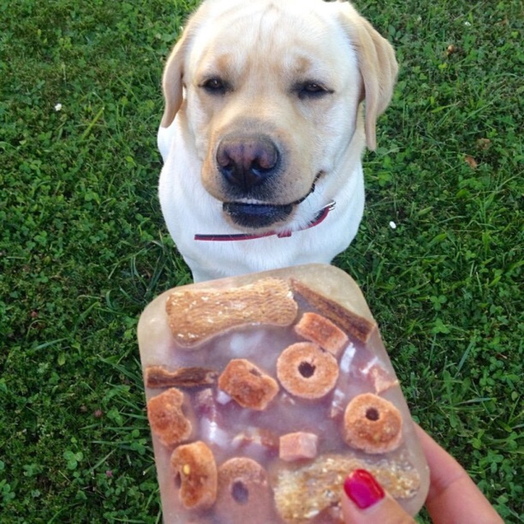 homemade dog popsicles