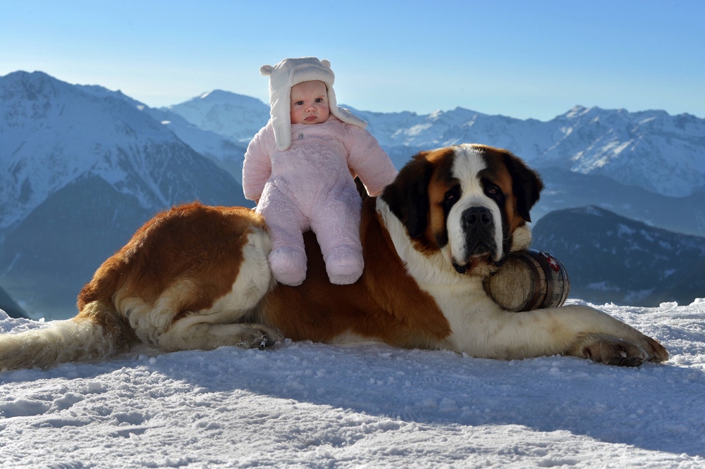 Baby with a St. Bernard