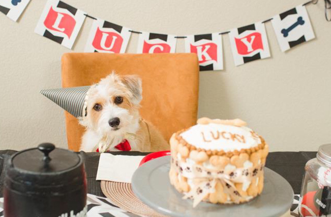 scruffy dog birthday cake