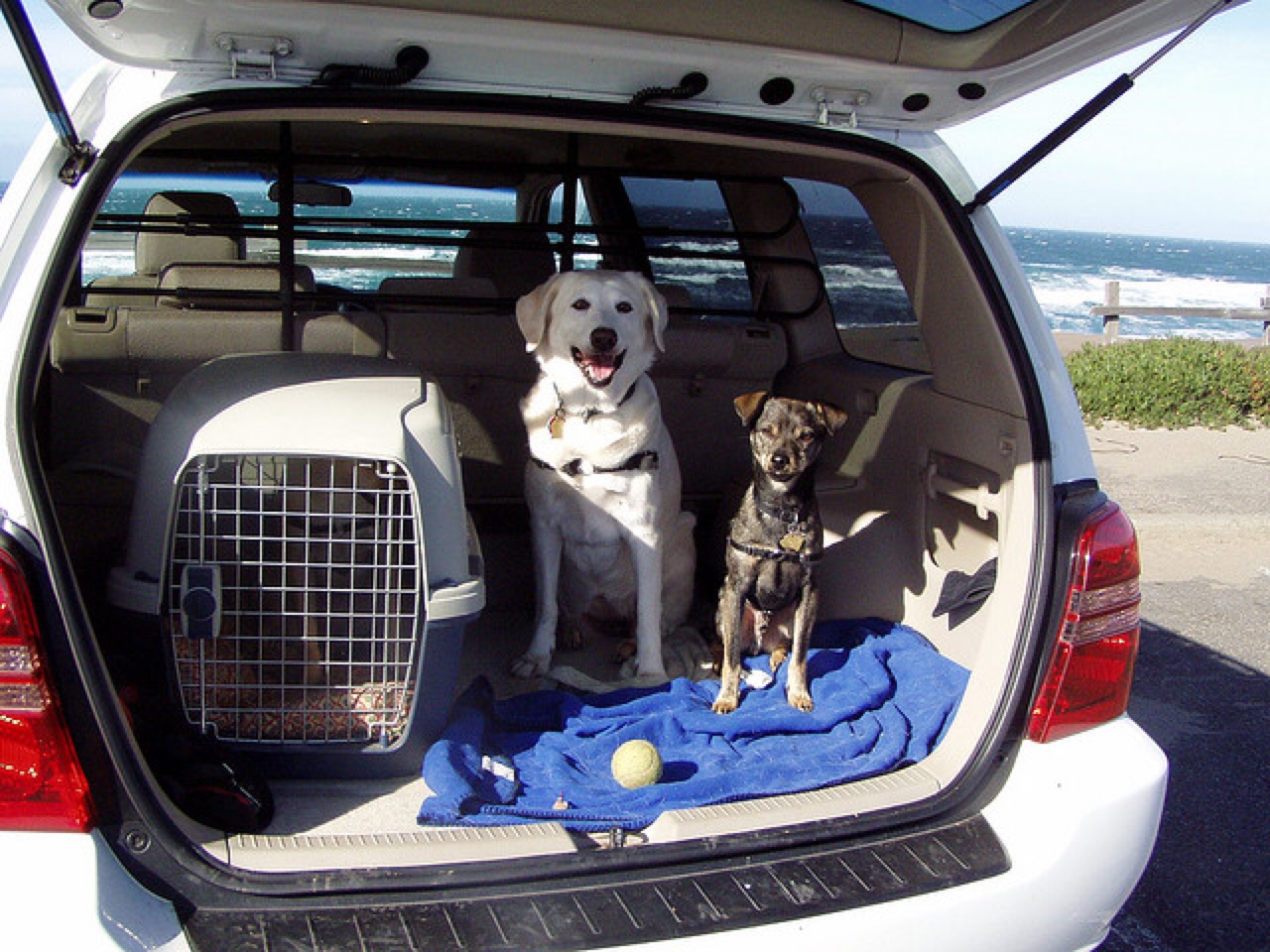 dog car travel