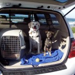 dog car travel