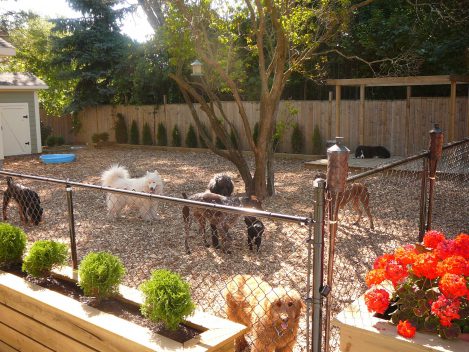 group of dogs in fenced backyard