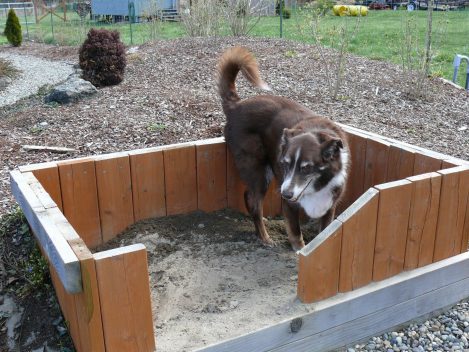 dog in sandbox