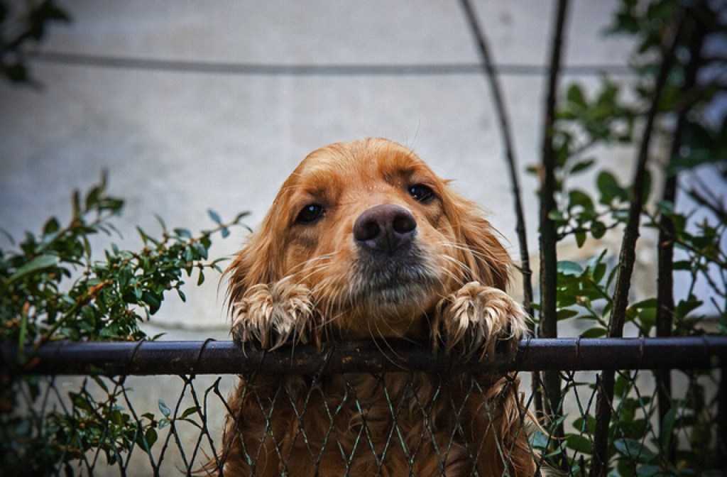 dog_fence_640x420.jpg