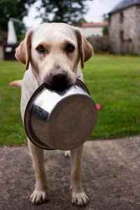 dog food bowl