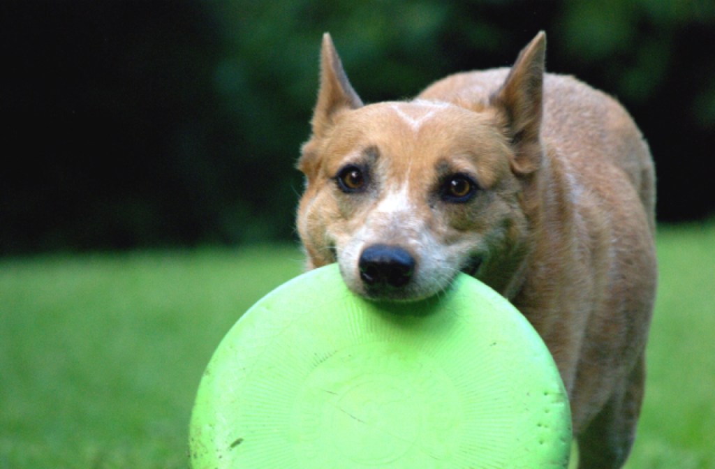 dog_frisbee_640x420.jpg