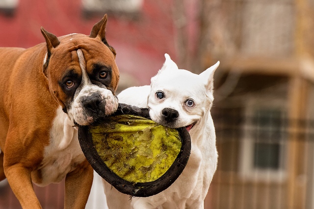 dog_park_frisbee.JPG