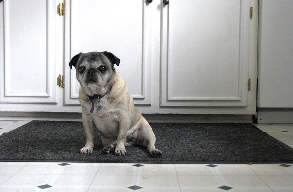 dog_proof_kitchen_640x420.jpg