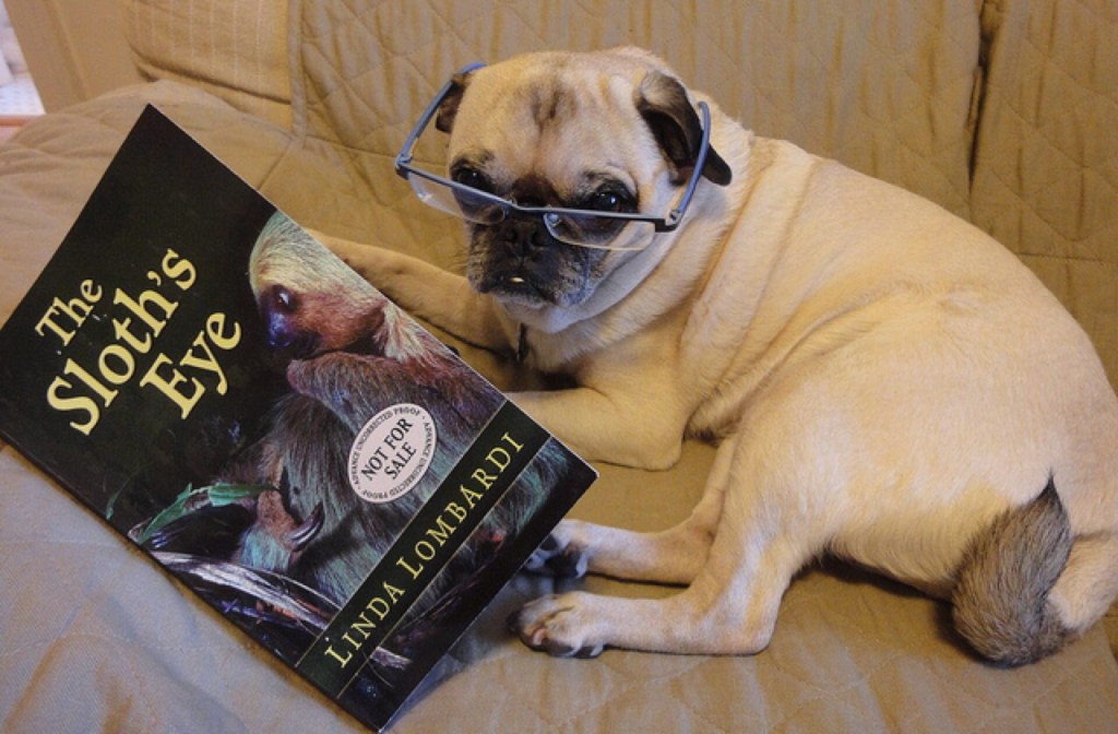 dog_reading_640x420.jpg