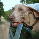 dog_road_trip_640x420.jpg