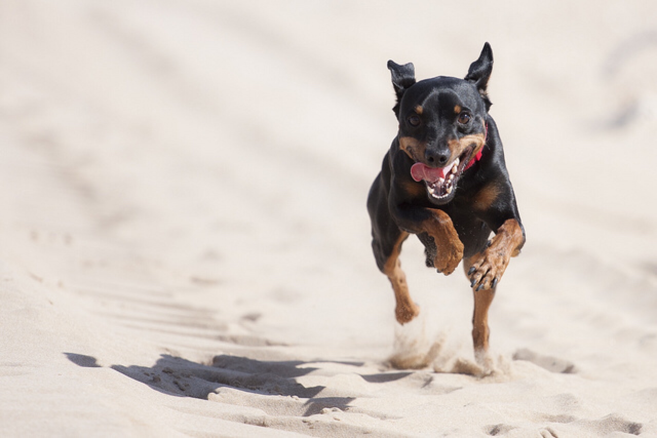 dog beach