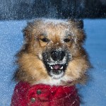 dog_snow_jacket_640x420.jpg