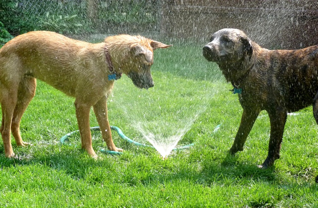 dog_sprinklers_640x420.jpg