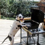 dog_summer_bbq_barbecue_food.jpg