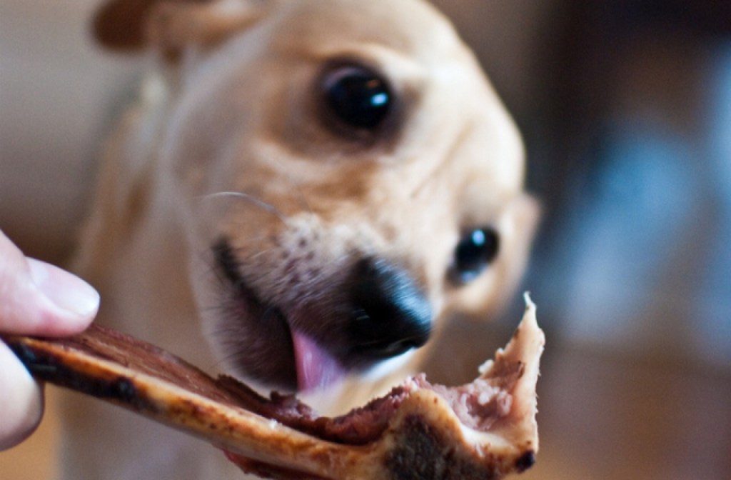 dog_table_scraps_640x420.jpg