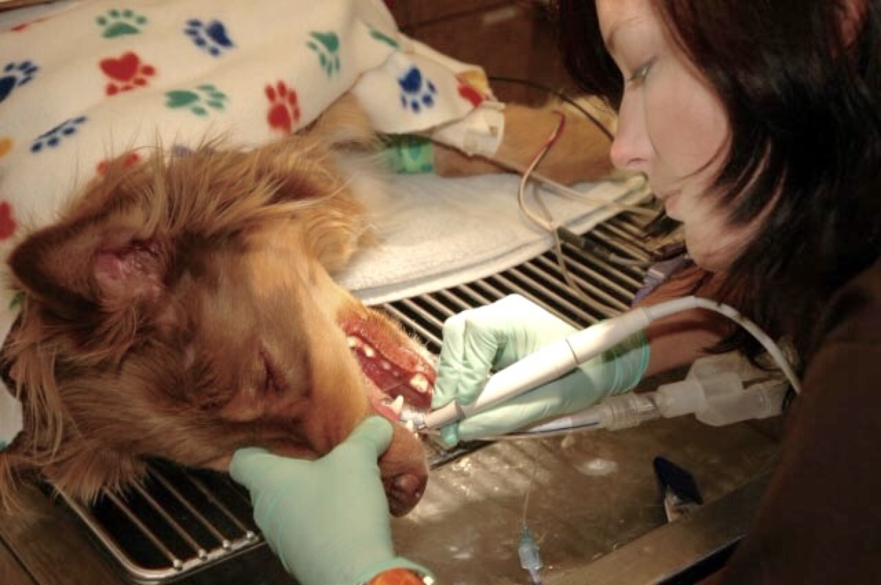 dog teeth cleaning