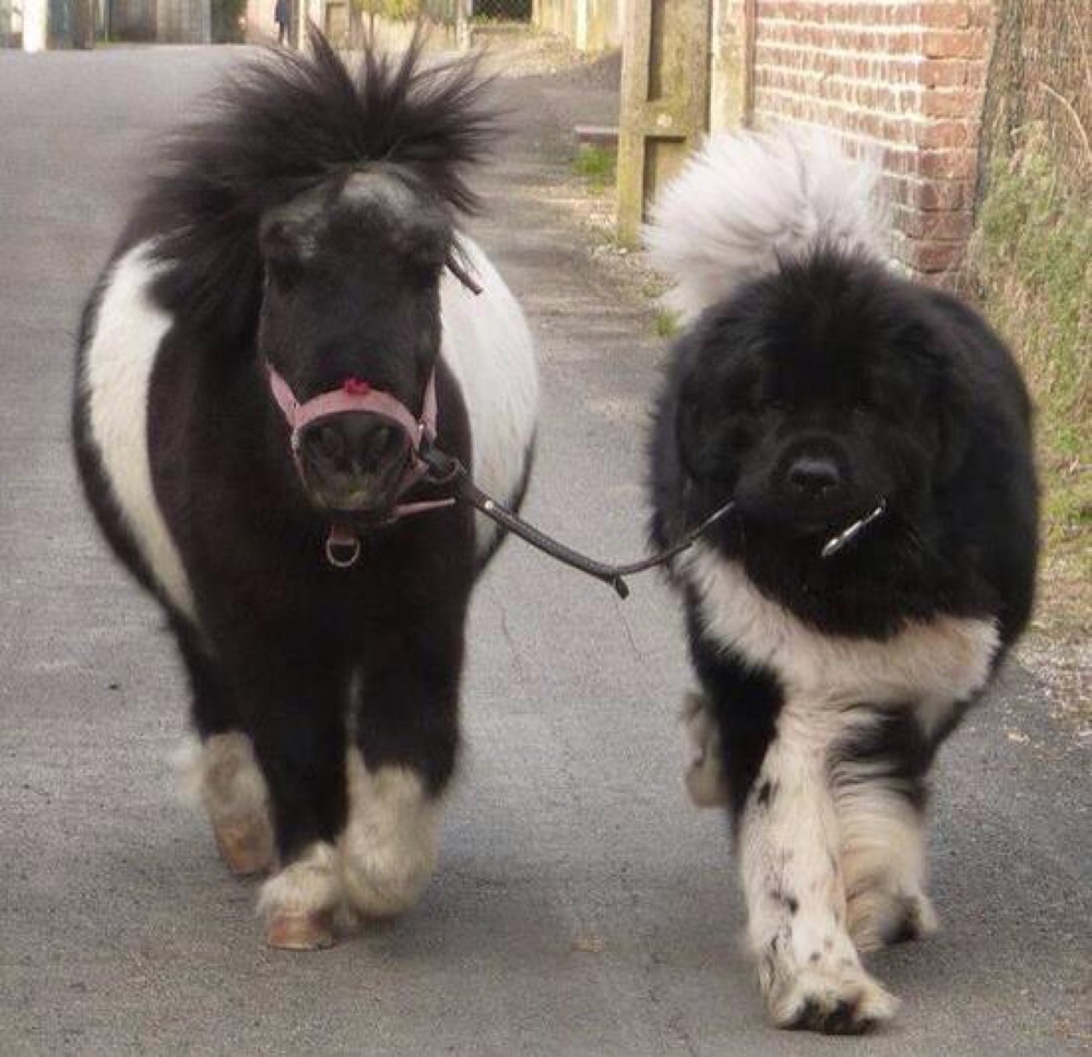 Large dog with tiny horse