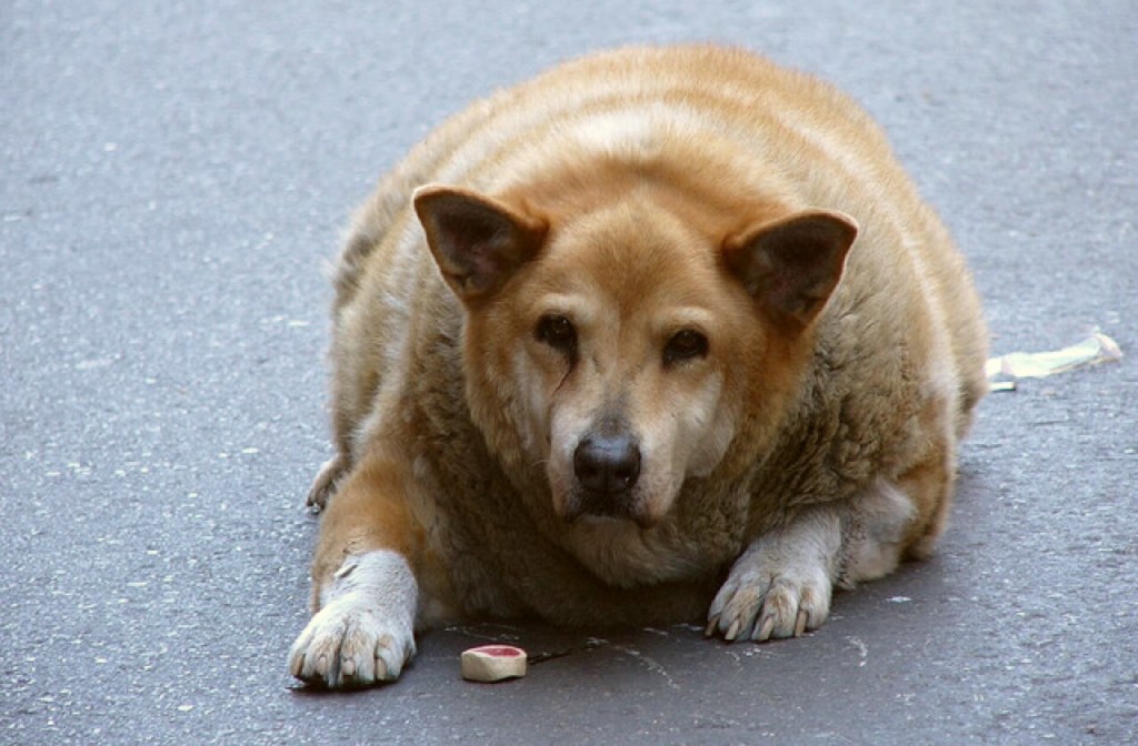 fat_dogs_640x420.jpg