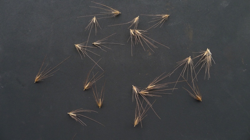 foxtail seeds