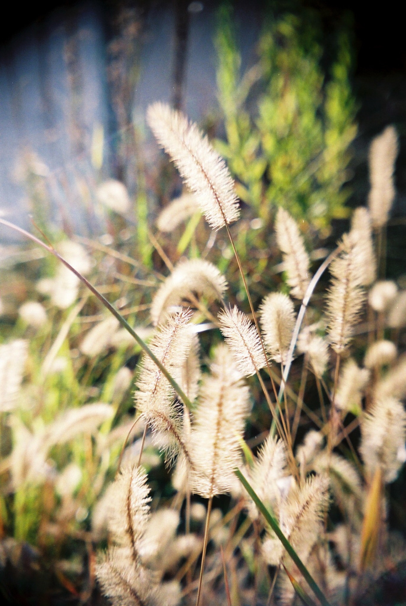 dog foxtail