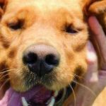 How to Cure Crazy Bad Dog Breath