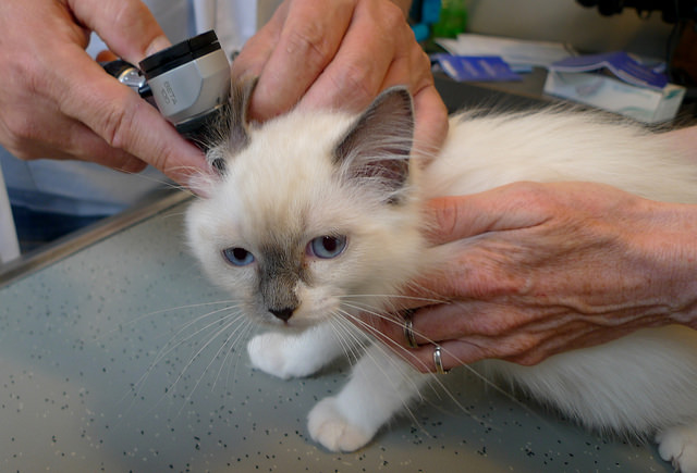 kitten ear mites